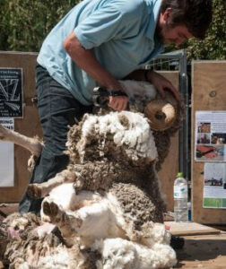 Sheep Shaving