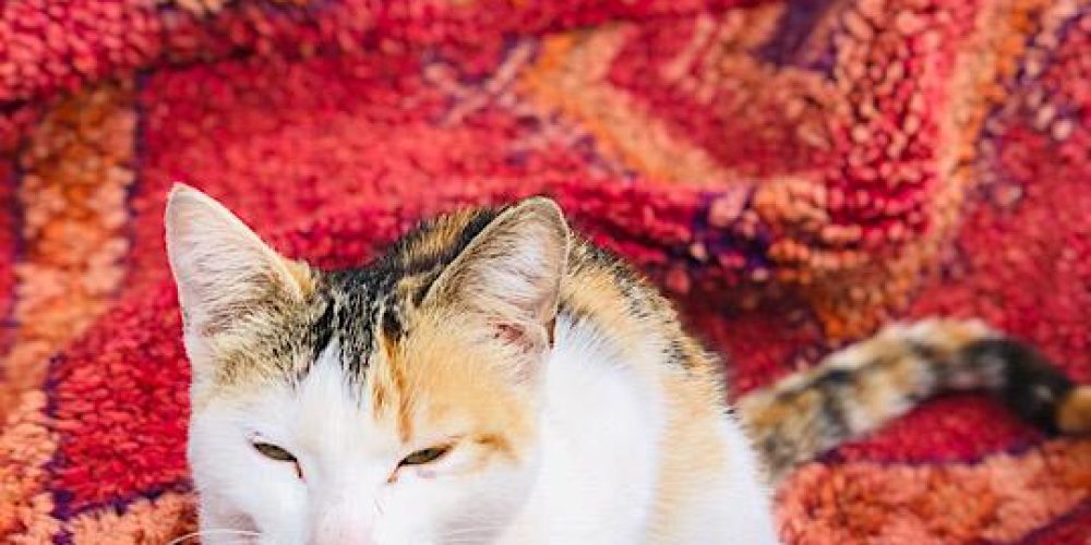 moroccan rugs with cat